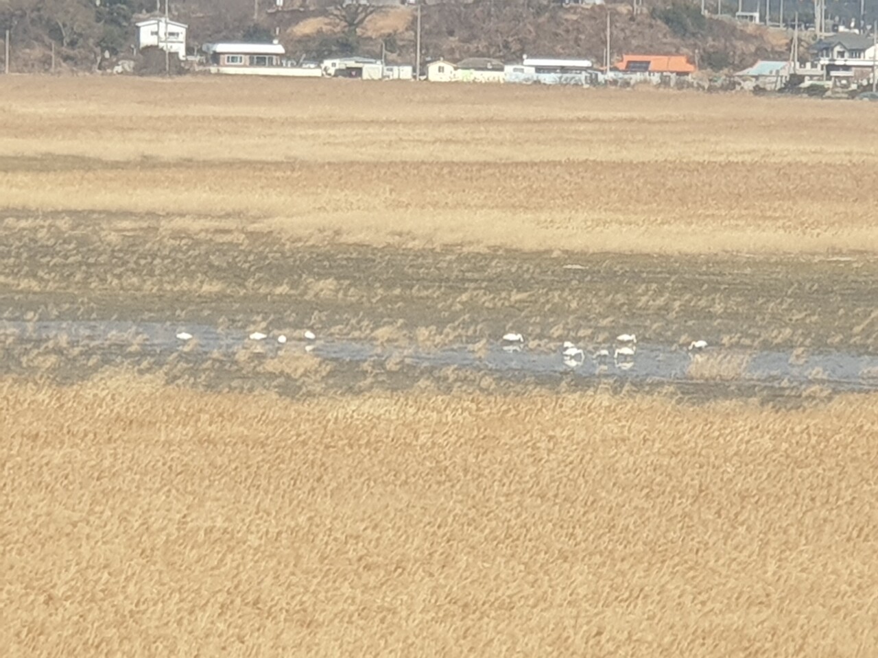 여수시 돌산면 무슬목에 등장한 고니떼. (사진=여수환경운동연합)