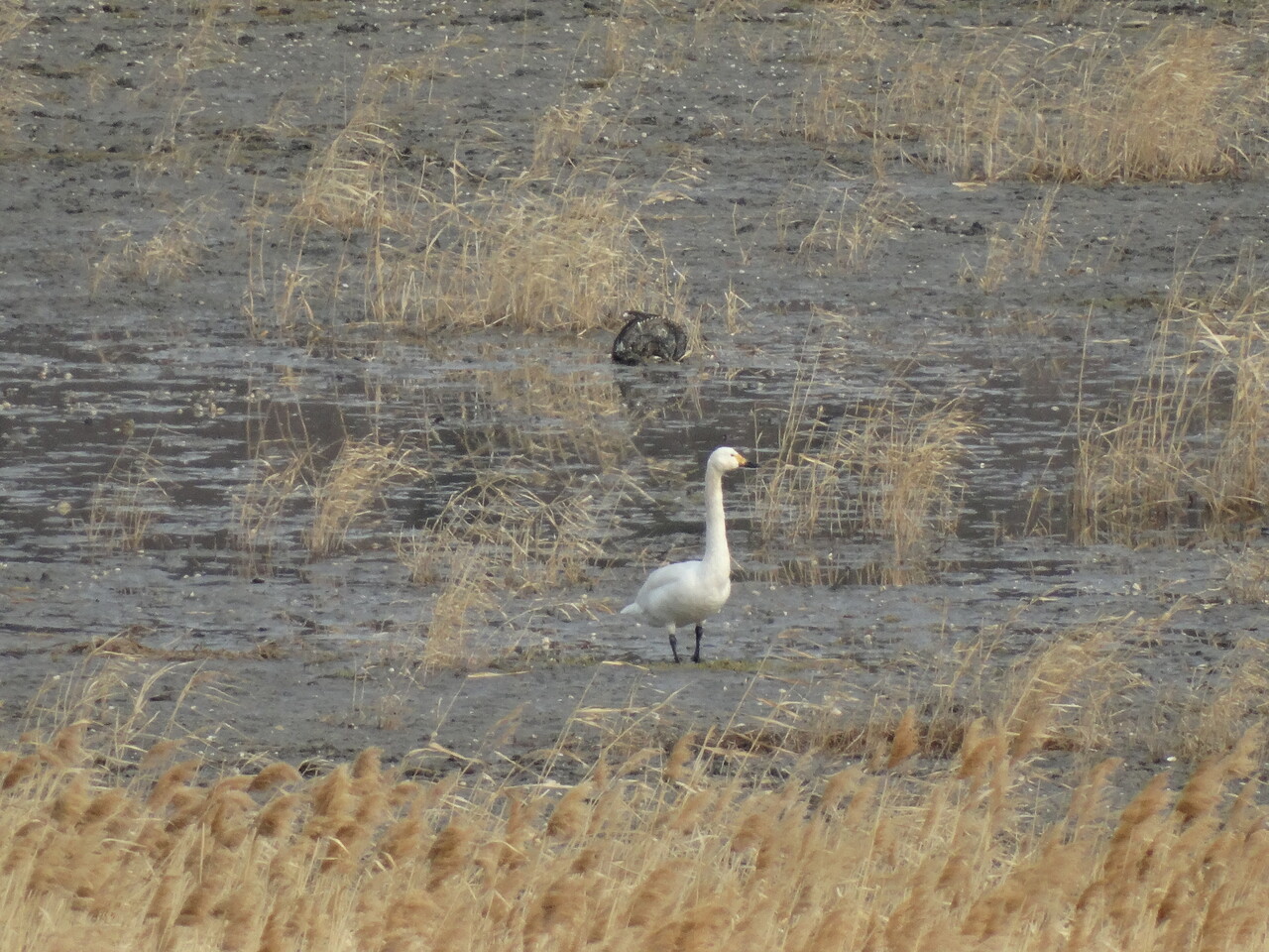 여수시 돌산면 무슬목에 등장한 고니떼. (사진=여수환경운동연합)